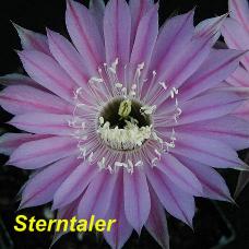 EP-H. Sterntaler.4.1.jpg 